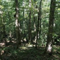 135 Acres in Lincoln County in Brookhaven  MS images 4