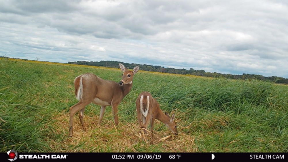 Affordable Deer and Duck Hunting Land in Montello  WI featured image