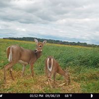 Affordable Deer and Duck Hunting Land in Montello  WI