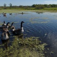 Affordable Deer and Duck Hunting Land in Montello  WI images 5