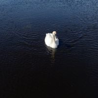 Affordable Deer and Duck Hunting Land in Montello  WI images 6