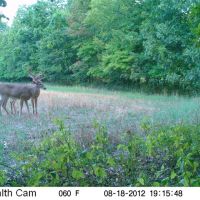 Outfitters Offering Some of the Finest Illinois Trophy Deer & Turkey Hunting in Illinois