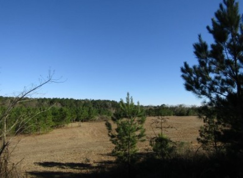 52 Acres in Jefferson Davis County in Prentiss  MS featured image