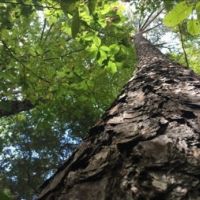 52 Acres in Jefferson Davis County in Prentiss  MS images 3