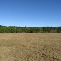52 Acres in Jefferson Davis County in Prentiss  MS images 4