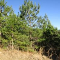 52 Acres in Jefferson Davis County in Prentiss  MS images 6