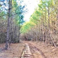 162.7 Acre Hunting and Timber Investment Copiah County  MS images 3