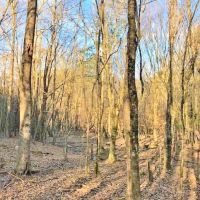 162.7 Acre Hunting and Timber Investment Copiah County  MS images 4