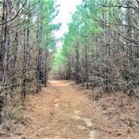 162.7 Acre Hunting and Timber Investment Copiah County  MS images 5