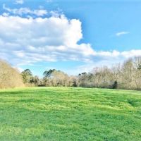 162.7 Acre Hunting and Timber Investment Copiah County  MS images 6