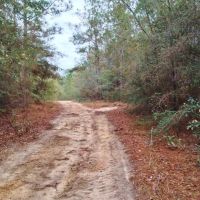 82 &nbsp; - Acres Land for Sale Saucier  Harrison County  MS images 1