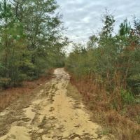 82 &nbsp; - Acres Land for Sale Saucier  Harrison County  MS images 2