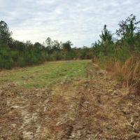 82 &nbsp; - Acres Land for Sale Saucier  Harrison County  MS images 6