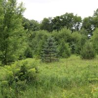Hunting and Building your Dream Home in Dodge County