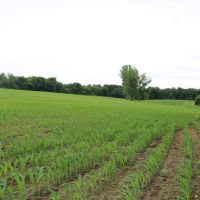 Hunting and Building your Dream Home in Dodge County images 6