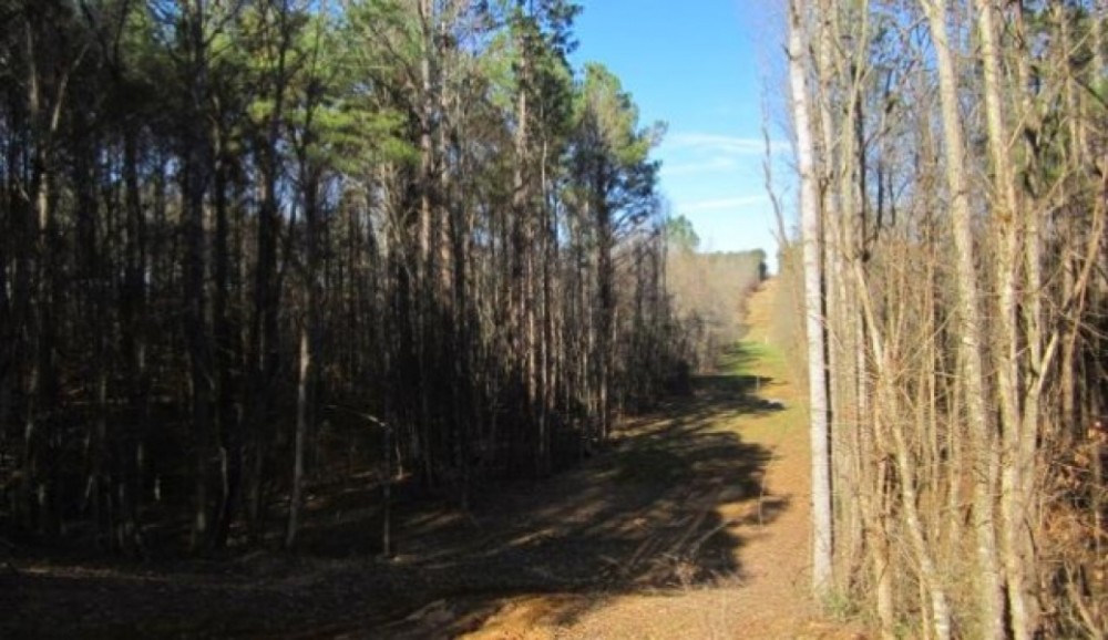 105 Acres in Tippah and Union County in Blue Mountain  MS featured image