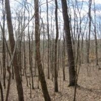 105 Acres in Tippah and Union County in Blue Mountain  MS images 2
