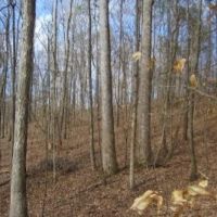 105 Acres in Tippah and Union County in Blue Mountain  MS images 4