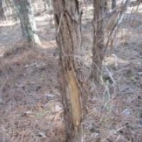 105 Acres in Tippah and Union County in Blue Mountain  MS images 6