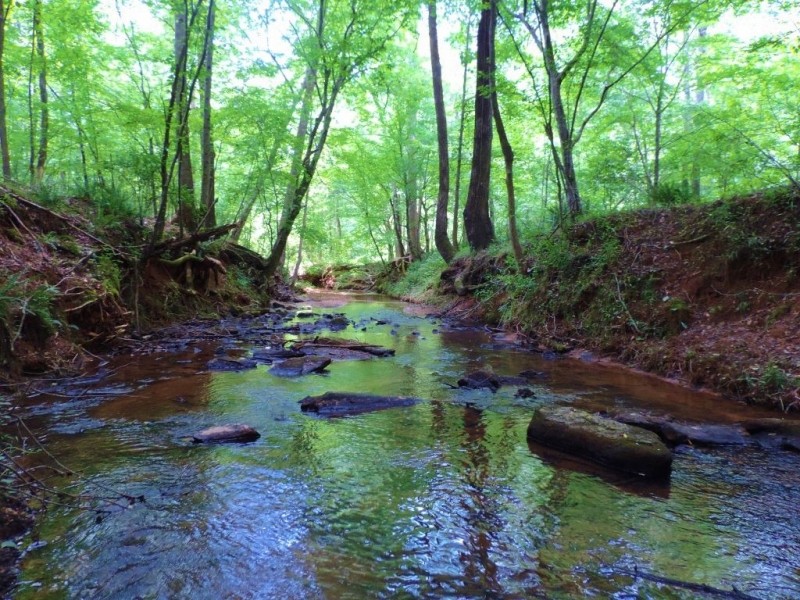 Wolfskin Tract - Loaded with Pine featured image