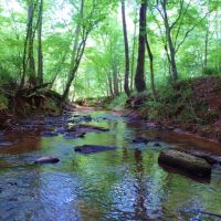 Wolfskin Tract - Loaded with Pine