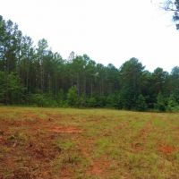 Wolfskin Tract - Loaded with Pine images 3