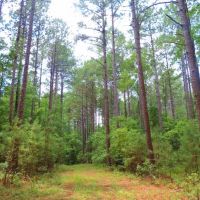 Wolfskin Tract - Loaded with Pine images 4