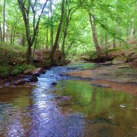 Wolfskin Tract - Loaded with Pine images 5