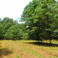 Wolfskin Tract - Loaded with Pine images 6