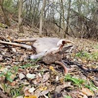 Hunting Recreational Property in Fond Du Lac County images 6