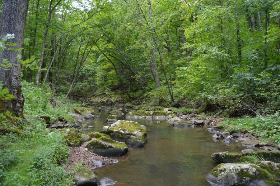 40 Acre Parcel on Otter Creek Sauk County WI Hunting Land for Sale