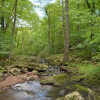 40 Acre Parcel on Otter Creek Sauk County WI images 3