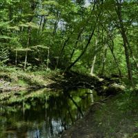 40 Acre Parcel on Otter Creek Sauk County WI images 4