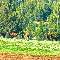 North Ochoco Ranch images 3