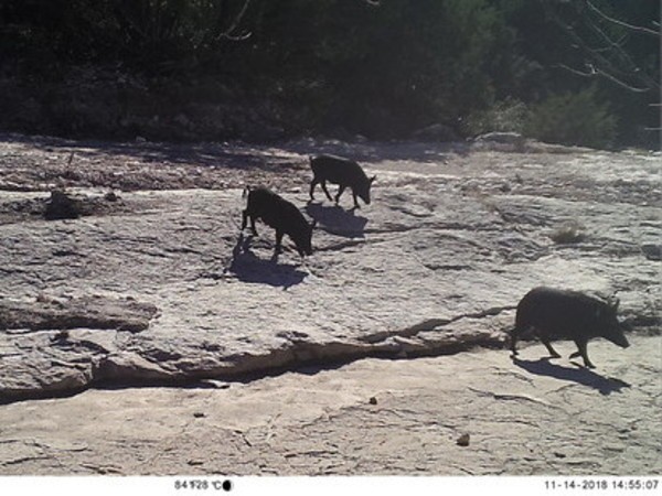 80 acres for sale Southern hill country featured image