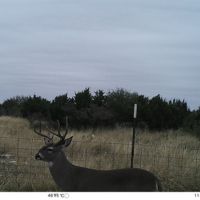 80 acres for sale Southern hill country images 6