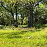 105 ac - Deer &nbsp; Duck Hunting WRP Tract - PRICE REDUCED images 3