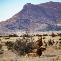 Boss Ranch images 3