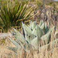 Boss Ranch images 5