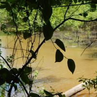 410 Acres  Riverfront  Hamp Island  Washington Parish images 5