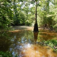 410 Acres  Riverfront  Hamp Island  Washington Parish images 6
