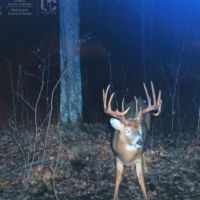 Quality grouse and whitetail property in Langlade County images 2