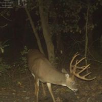 Quality grouse and whitetail property in Langlade County images 3