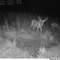 Quality grouse and whitetail property in Langlade County images 4