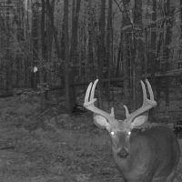 Quality grouse and whitetail property in Langlade County images 5