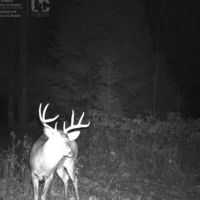 Quality grouse and whitetail property in Langlade County images 6
