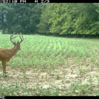 Premiere West Central Illinois Trophy Buck Outfitting Operation