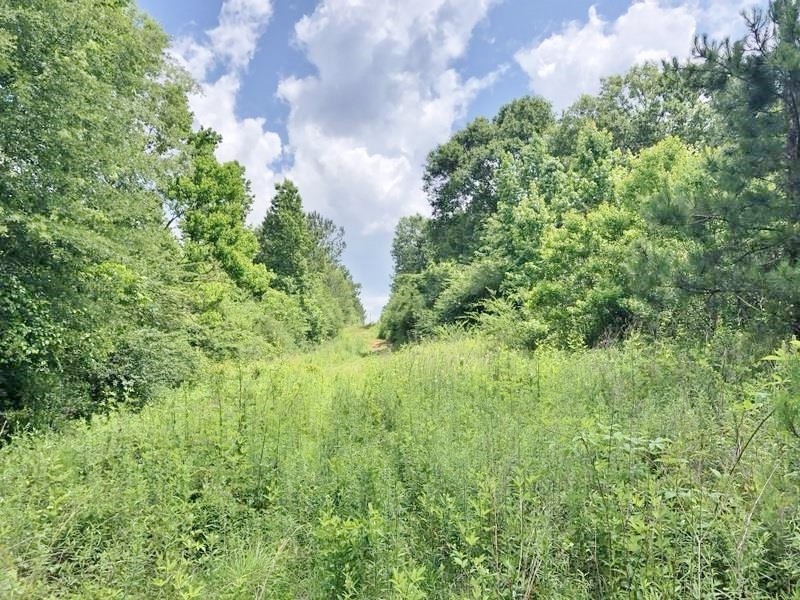 Secluded 32.23 Acres Land for Sale South Pike Co Magnolia MS featured image