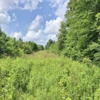 Secluded 32.23 Acres Land for Sale South Pike Co Magnolia MS images 4