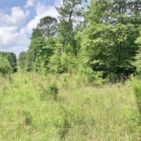 Secluded 32.23 Acres Land for Sale South Pike Co Magnolia MS images 5